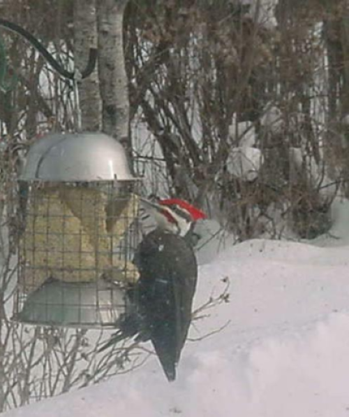 D100 Suet Feeder