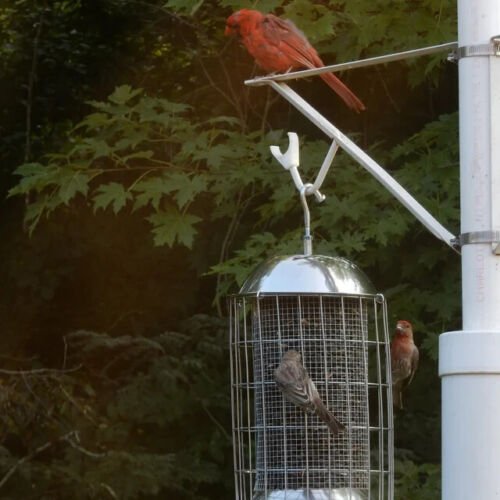 B100 Stainless Steel Squirrel Proof Bird Feeder Chickadee Farm